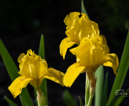 Iris pumila `Brassie` iiris (2)