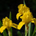Iris pumila `Brassie` iiris (2)
