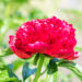 Paeonia lactiflora `Red Charm` pojeng (2)