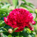 Paeonia lactiflora `Red Charm` pojeng