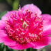 Paeonia lactiflora `Barrington Belle` pojeng (2)