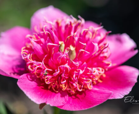 Paeonia lactiflora `Barrington Belle` pojeng