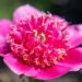 Paeonia lactiflora `Barrington Belle` pojeng