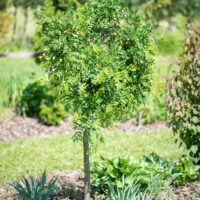 Caragana arborescens `Pendula` läätspuu
