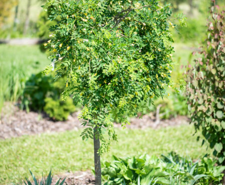 Caragana arborescens `Pendula` läätspuu