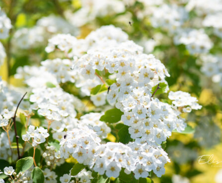 Spiraea x vanhouttei värd-enelas (2)