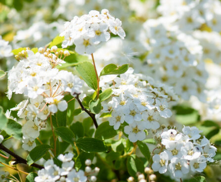 Spiraea x vanhouttei värd-enelas