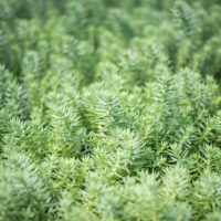 Sedum reflexum `Blue Spruce` kalju-kukehari