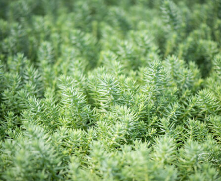 Sedum reflexum `Blue Spruce` kalju-kukehari