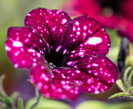 Petunia `Surprise Sparkling Burgundy` petuunia