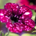 Petunia `Surprise Sparkling Burgundy` petuunia
