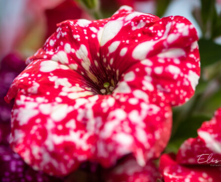 Petunia `Surprise Sparkling Red` petuunia (1)