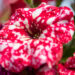 Petunia `Surprise Sparkling Red` petuunia (1)