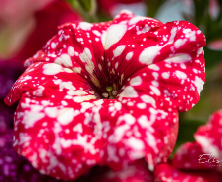 Petunia `Surprise Sparkling Red` petuunia (2)