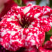 Petunia `Surprise Sparkling Red` petuunia (2)