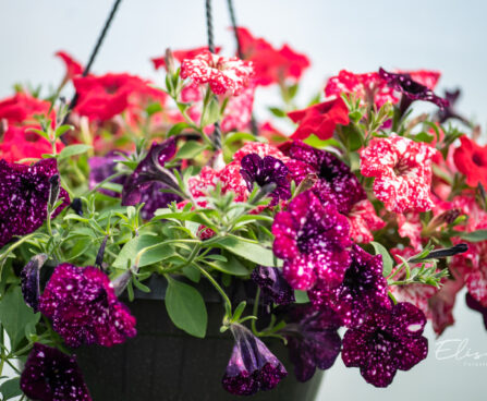 Petunia `Surprise Sparkling Red and Burgundy` petuunia ampel