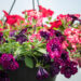 Petunia `Surprise Sparkling Red and Burgundy` petuunia ampel