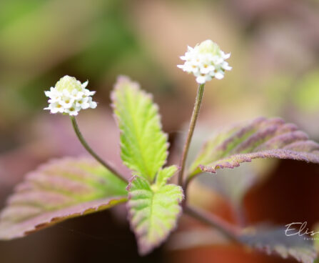 Lippia dulcis `Colada` magus lippia