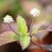 Lippia dulcis `Colada` magus lippia