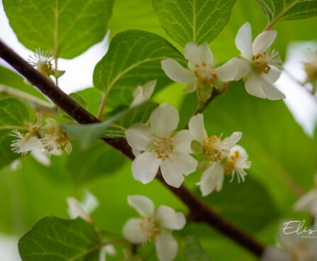 Actinidia kolomikta `Dr. Szymanowski` südajas aktiniidia (1)