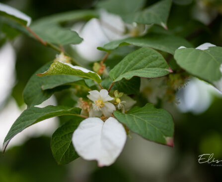 Actinidia kolomikta `Dr. Szymanowski` südajas aktiniidia (2)