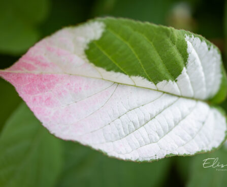 Actinidia kolomikta `Dr. Szymanowski` südajas aktiniidia