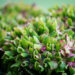 Hydrangea macrophylla `Saxon Schloss` suurelehine hortensia (2)