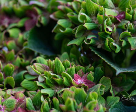 Hydrangea macrophylla `Saxon Schloss` suurelehine hortensia (3)