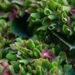 Hydrangea macrophylla `Saxon Schloss` suurelehine hortensia (3)