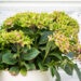 Hydrangea macrophylla `Saxon Schloss` suurelehine hortensia (4)