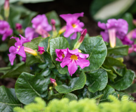 Incarvillea delavayi inkarvillea (1)