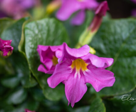 Incarvillea delavayi inkarvillea (2)