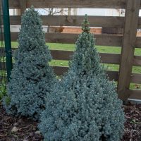 409_6704_Picea_glauca_Sanders_Blue_2.JPG