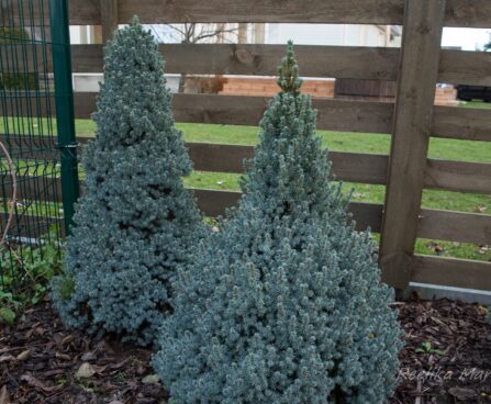 409_6704_Picea_glauca_Sanders_Blue_2.JPG