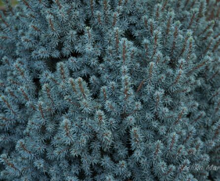 409_6705_Picea_glauca_Sanders_Blue_3.JPG