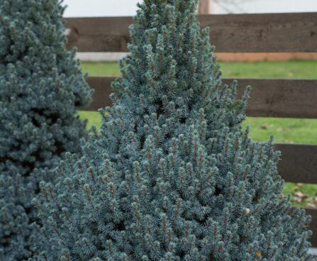 409_6706_Picea_glauca_Sanders_Blue.JPG