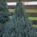 409_6706_Picea_glauca_Sanders_Blue.JPG