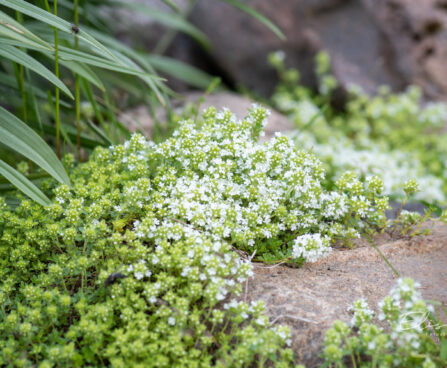 Thymus serpyllum `Albus` nõmmliivatee