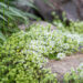 Thymus serpyllum `Albus` nõmmliivatee