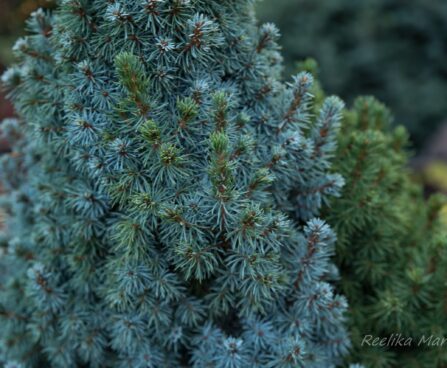 409_6707_Picea_glauca_Sanders_Blue_4.JPG