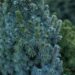 409_6707_Picea_glauca_Sanders_Blue_4.JPG