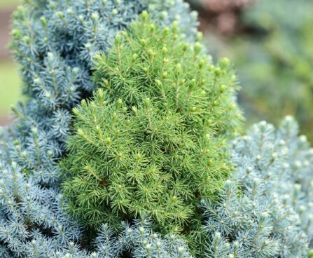 409_7508_Picea_glauca_Sanders_Blue.JPG