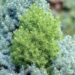 409_7508_Picea_glauca_Sanders_Blue.JPG