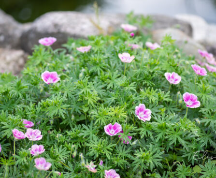 Geranium sanguineum `Elke` verev kurereha