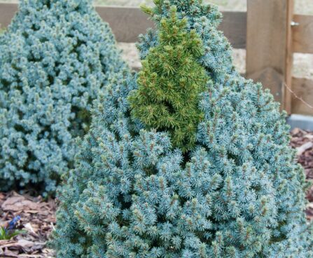 409_8064_Picea_glauca_Sanders_Blue.JPG