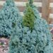 409_8064_Picea_glauca_Sanders_Blue.JPG