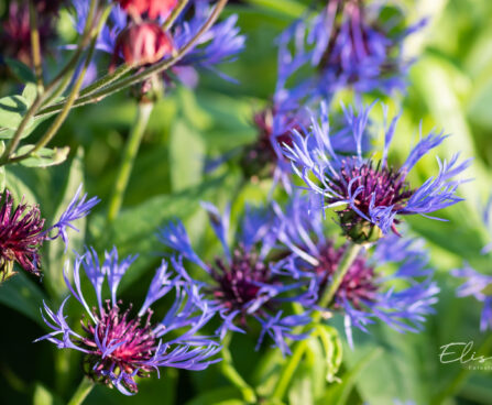 Centaurea montana mägi-jumikas (3)