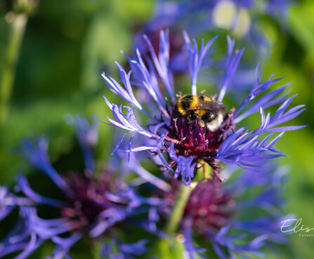 Centaurea montana mägi-jumikas (4)