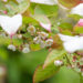 roosa-valge ja rohelisekirjute lehtedega liaan