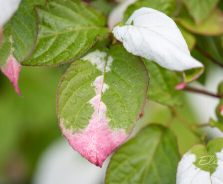 Actinidia kolomikta südajas aktiniidia (3)